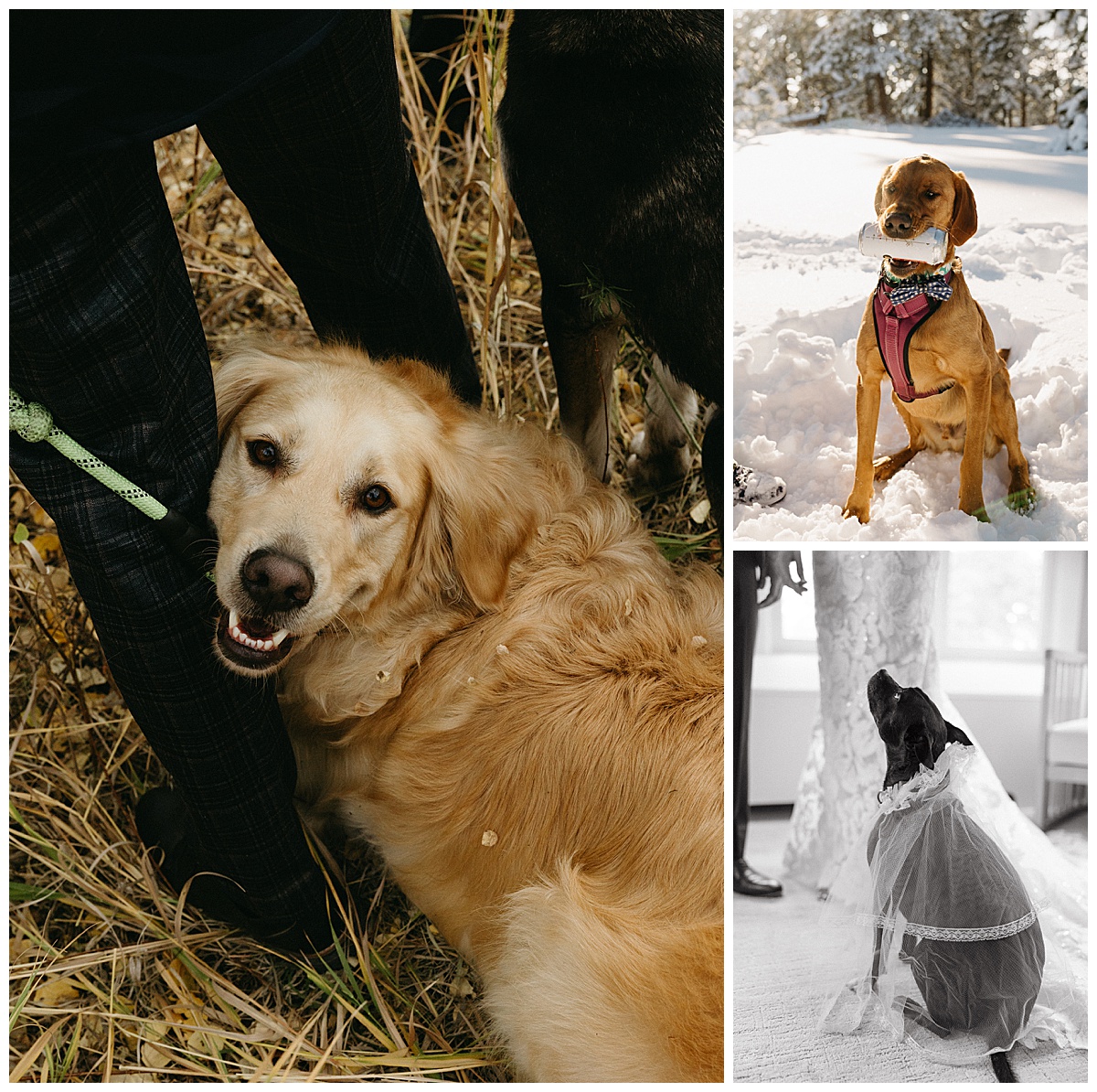 Dog-friendly elopements are fun but there are a few things to consider first.